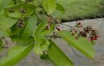 : - Tetracera loureiri