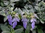 Baum-Gamander - Teucrium fruticans