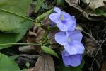 Malayische Thunbergie - Thunbergia laurifolia