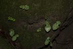 : - Argostemma neurocalyx