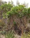 : - Duboisia myoporoides