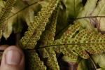 : - Tectaria brachiata