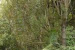 : - Toronia toru