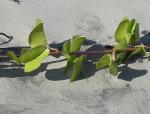 Ziegenfuß-Prunkwinde - Ipomoea pes-caprae