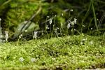 : - Utricularia sandersonii