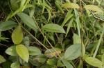 : - Aphanopetalum resinosum