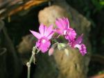 : - Calanthe rosea