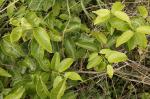 : - Celastrus subspicatus