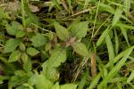 : - Cyathula prostrata