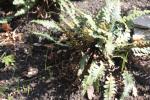 Milzfarn - Asplenium ceterach