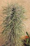 : - Didierea madagascariensis