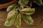 : - Excoecaria cochinchinensis