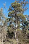 : - Melaleuca decora