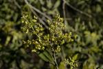 : - Notelaea microcarpa