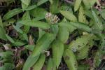 : - Persicaria chinensis