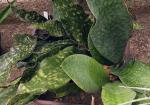 Kirks Bogenhanf - Sansevieria kirkii