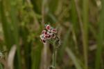 Französisches Leimkraut - Silene gallica