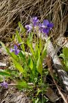: - Viola betonicifolia