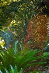 :-Vriesea philippocoburgi