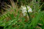 : - Wisteria frutescens
