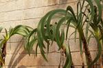 : - Worsleya procera