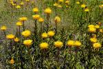 : - Xerochrysum subundulatum