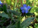 Acker-Ochsenzunge - Anchusa arvensis