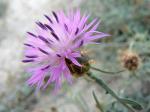 Rauhe Flockenblume - Centaurea aspera