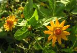 : - Melampodium divaricatum