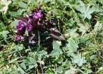 Feld-Kranzenzian - Gentianella campestris