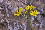 : - Jacobaea auricula