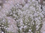 : - Lepidium subulatum