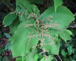 : - Miconia impetiolaris