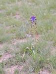 Schopfblütige Bisamhyacinhte - Leopoldia comosa