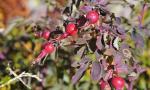Gebirgs-Rose - Rosa pendulina