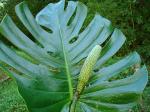Köstliches Fensterblatt - Monstera deliciosa
