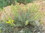 : - Sideritis fruticulosa