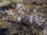 : - Thymus vulgaris subsp. vulgaris