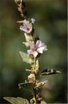 Echter Eibisch - Althaea officinalis