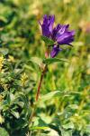 Knäuel-Glockenblume - Campanula glomerata