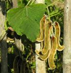 Juckbohne - Mucuna pruriens