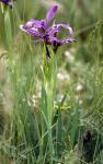 : - Iris spuria subsp. maritima