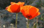 Klatschmohn - Papaver rhoeas