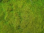 : - Pleurochaete squarrosa