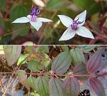 : - Nepsera aquatica