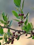 Stechpalmen-Kreuzdorn - Rhamnus alaternus