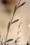 Purpur-Weide - Salix purpurea