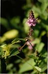 Sumpf-Ziest - Stachys palustris