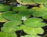 Indische Seekanne - Nymphoides indica