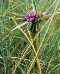 Haferwurz - Tragopogon porrifolius subsp. australis